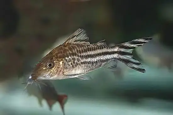 Flagtail Banner Tail Corydoras Robineae 4cm Catfish - Image 3