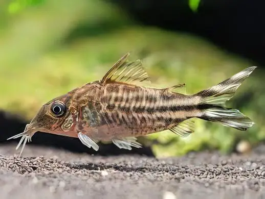 Flagtail Banner Tail Corydoras Robineae 4cm Catfish - Image 4