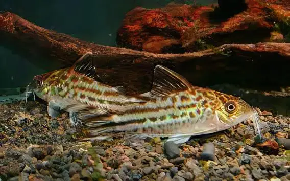 Flagtail Banner Tail Corydoras Robineae 4cm Catfish - Image 5