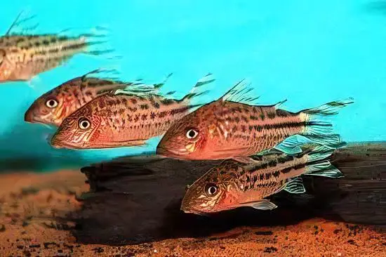 Flagtail Banner Tail Corydoras Robineae 4cm Catfish - Image 7