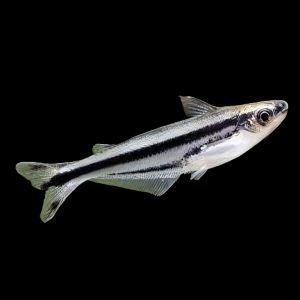 Debawi Catfish Pareutropius Buffei 5cm