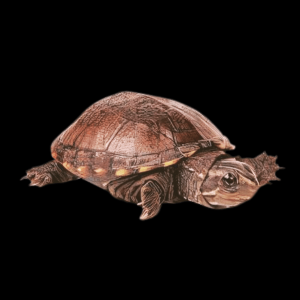 Eastern Mud Turtle Kinosternon Subrubrum Juvenile 5cm
