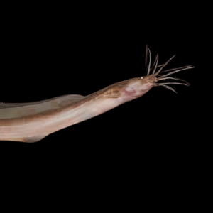 Eel Catfish Channallabes Apus 15cm
