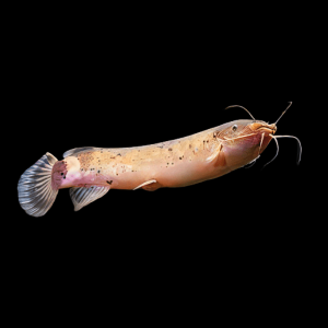 Electric Catfish Malapterus Electricus 10cm
