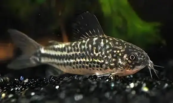 Elegant Corydoras Elegans 3cm Catfish - Image 3