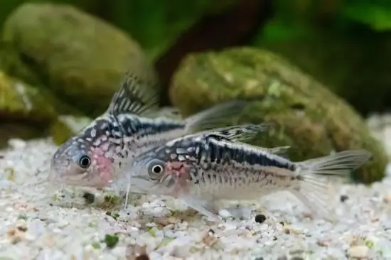 Elegant Corydoras Elegans 3cm Catfish - Image 4