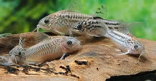Elegant Corydoras Elegans 3cm Catfish - Image 5