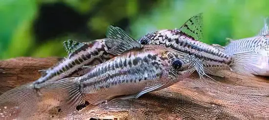 Elegant Corydoras Elegans 3cm Catfish - Image 6