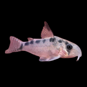 Evelyns Corydoras Evelinae 3cm Catfish