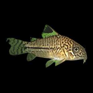 False Julii Corydoras Trilinieatus 4cm Catfish