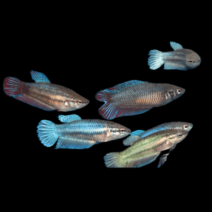 Female Betta Assorted