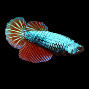 Female Betta Metallic