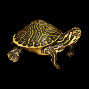 Florida Cooter Turtle Pseudemys Floridana Juvenile 5cm