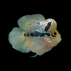 Flowerhorn Cichlid Bonsei Short Body 5cm Juvenile Male