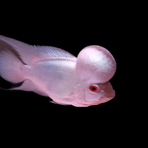Flowerhorn Cichlid Platinum Super Red Grade A 20cm Show Adult Male