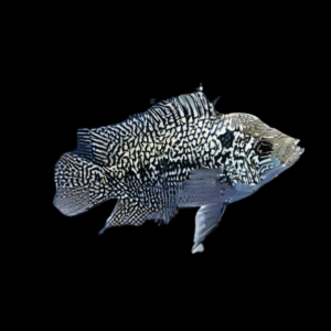 Flowerhorn Cichlid Super Kamfa Malau 5cm Juvenile Male