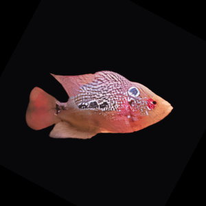 Flowerhorn Cichlid Super Red Dragon 5cm Juvenile Male