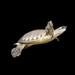 A1 Fly River Turtle Carettochelys Insculpta 15cm - Auction