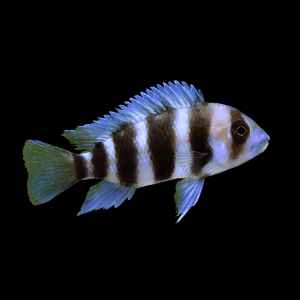 Cyphotilapia Frontosa Tanganyika African Cichlid 4cm
