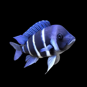 Cyphotilapia Frontosa Blue Zambia 3cm