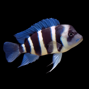 Cyphotilapia Frontosa Burundi 3cm
