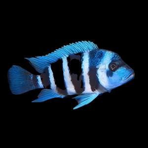 Cyphotilapia Frontosa Blue Zaire Kapampa 3cm