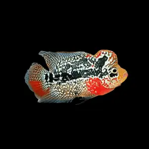 Full Pearl King Kamfa Flowerhorn Grade A 12cm Male