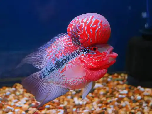 Full Pearl Super Red Flowerhorn Grade A 12cm Male - Image 4