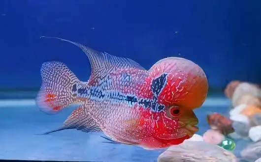 Full Pearl Super Red Flowerhorn Grade A 12cm Male - Image 5