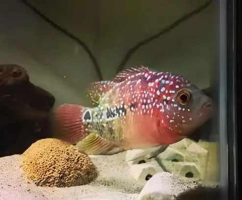 Full Pearl Super Red Flowerhorn Grade A 12cm Male - Image 8