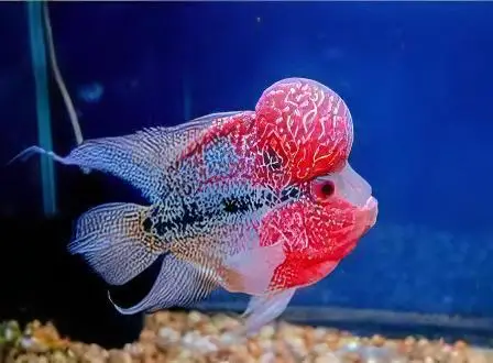 Full Pearl Super Red Flowerhorn Grade A 12cm Male - Image 6