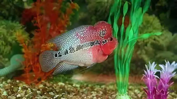 Full Pearl Super Red Flowerhorn Grade A 12cm Male - Image 7