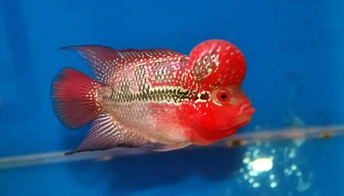 Full Pearl Super Red Flowerhorn Grade A 12cm Male - Image 3