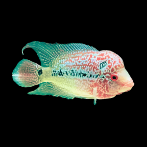 Full Pearl Super Red Kamfa Flowerhorn Grade A 12cm Male