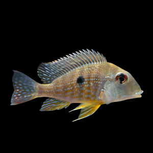 Geophagus Abalios 4cm
