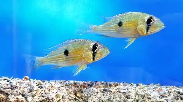 Geophagus Taeniopareius 4cm - Image 7