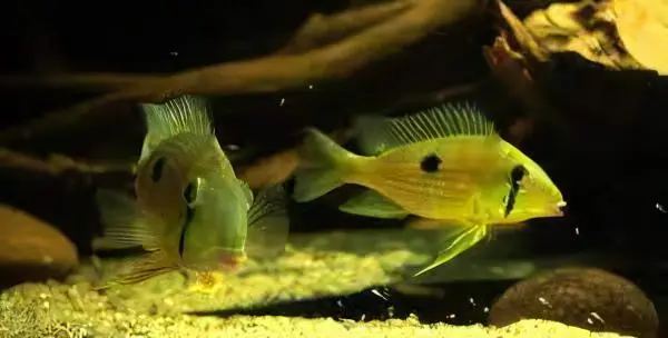 Geophagus Taeniopareius 4cm - Image 5