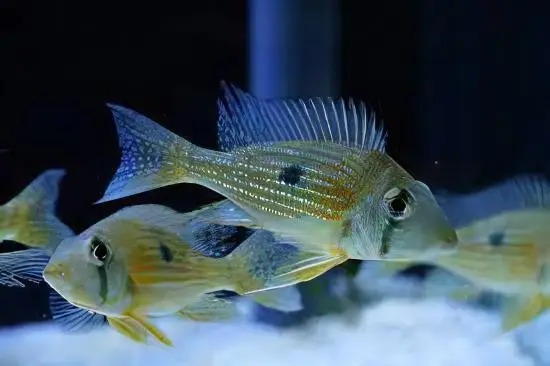 Geophagus Taeniopareius 4cm - Image 6