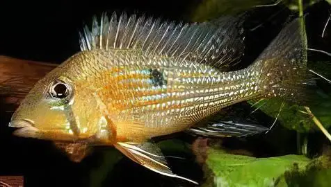 Geophagus Taeniopareius 4cm - Image 3