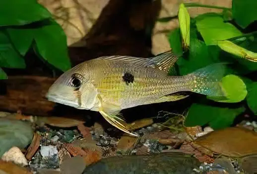 Geophagus Taeniopareius 4cm - Image 4