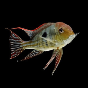 Geophagus Tapajos Hondae Red Head 4cm