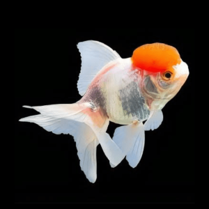 Red Cap Oranda Goldfish