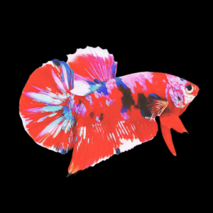 Giant Koi Betta Splendens 6cm
