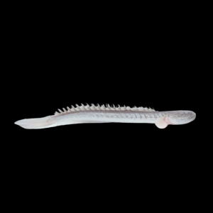 Giant True Dragon Goby Goboides Broussoneti 15cm