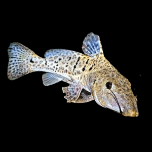Giraffe Nosed Catfish Auchenoglanis Biscutatus 8cm