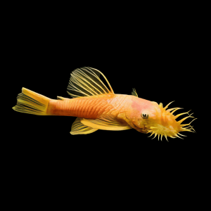 Golden Bristlenose Pleco Ancistrus 3cm