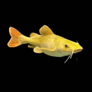 Golden Red Tail Catfish Phractocephalus Hemioliopterus 10cm
