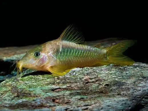 Green Gold Corydoras Melanotaenia 4cm Catfish - Image 4