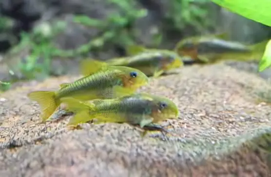 Green Gold Corydoras Melanotaenia 4cm Catfish - Image 6