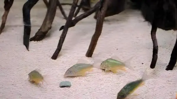 Green Gold Corydoras Melanotaenia 4cm Catfish - Image 7